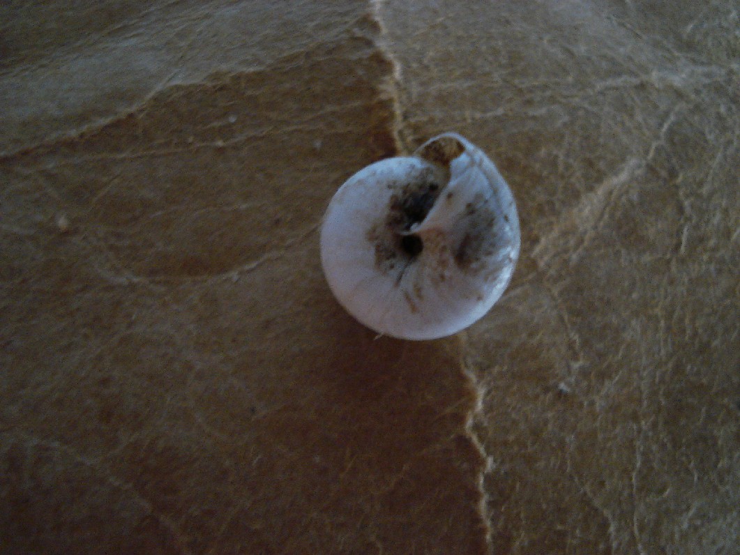 gasteropode difficile da identificare